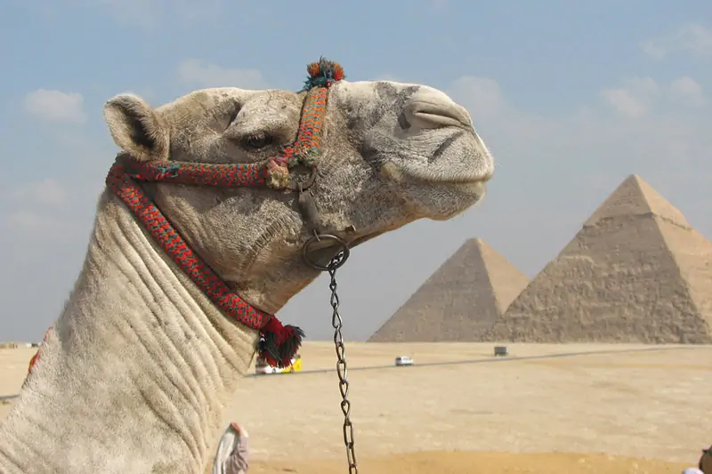 Day Tour to Ancient Egypt + Citadel