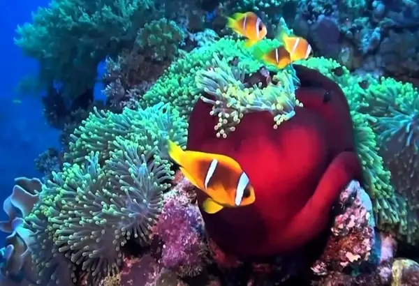 Day Trip to Sharm el Naga Bay from Hurghada